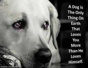 Dog love