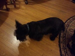 1415863_10202263123967594_711988466_n