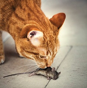 cat and mouse