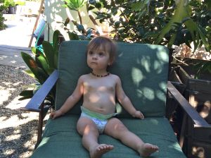 Looking up at the Avocado Tree