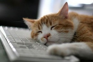 cat-sleeping-desk