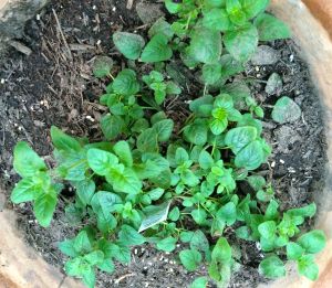 Italian oregano