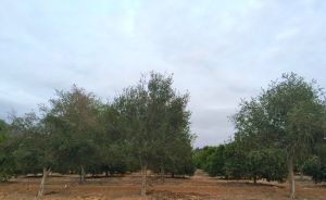 orange grove