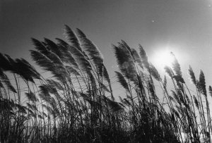 Blowin-in-the-Wind-Copy