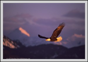 EagleAgainstMountains_a_001