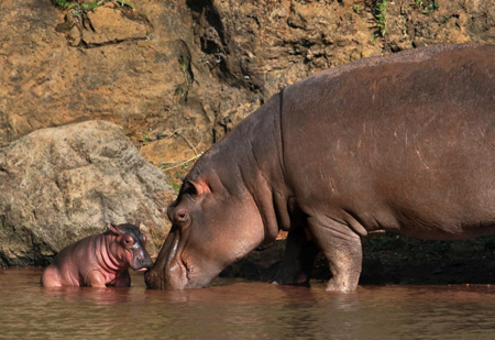 Baby hippo hides with mum